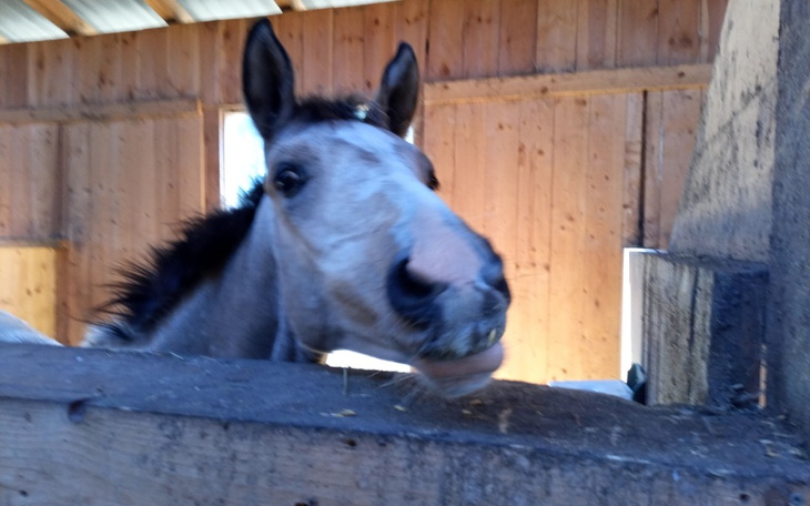 Zbiórka dla koni z Zagrody Hipogryf - zdjęcie główne