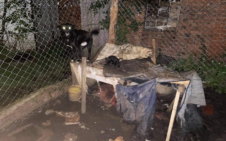 Zbiórka Ratujmy te psy przed głodem - zdjęcie główne