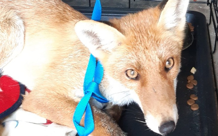 Zbiórka Transport lisa do ośrodka rehabi - zdjęcie główne