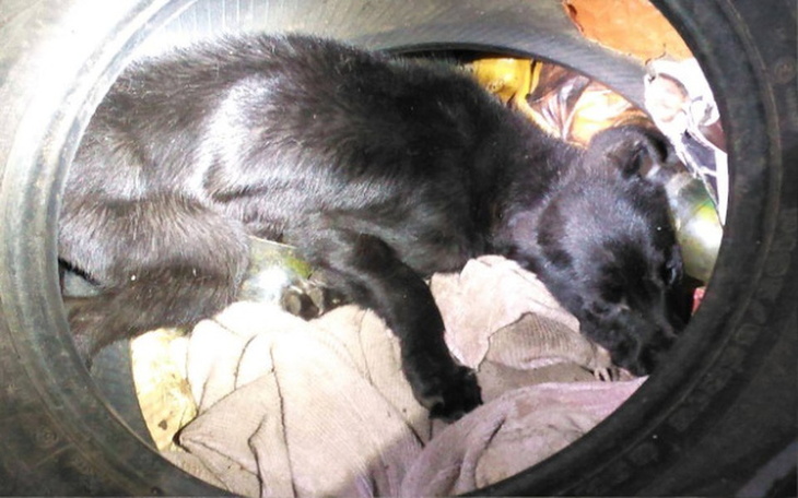 Zbiórka Czekała je śmierć głodowa - zdjęcie główne