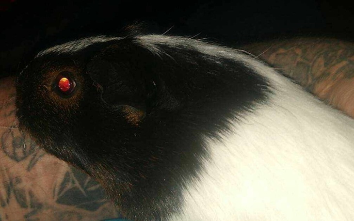 Świnka morska na ramieniu, z wyraźnym futrem.