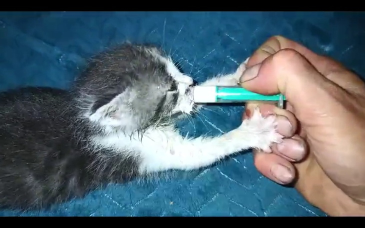 Zbiórka Mleczko dla bobasów. - zdjęcie główne