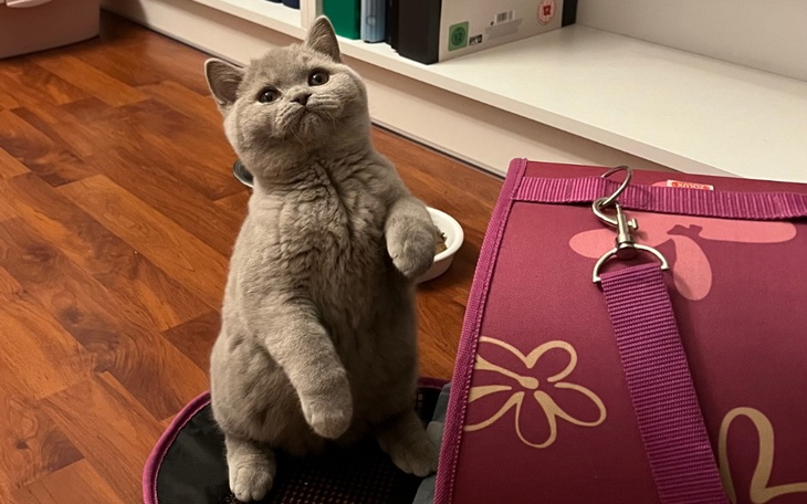 Zbiórka Malutki Sasza chce żyć - zdjęcie główne