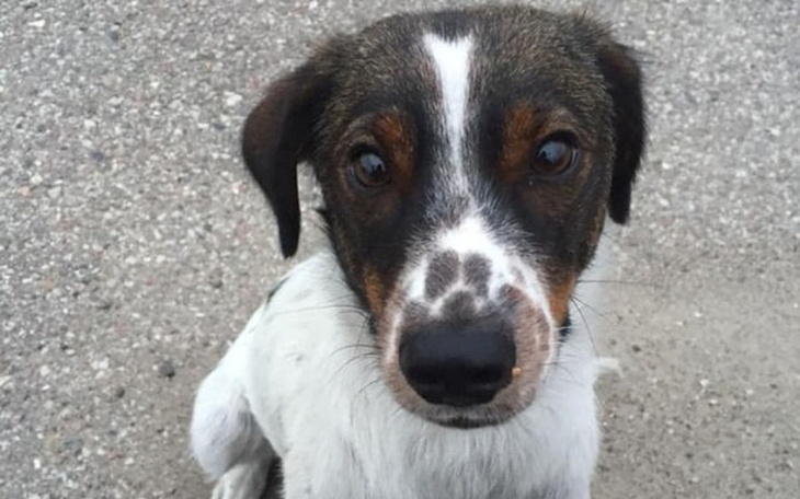 Zbiórka Sterylizacja suni z Kazimierzowa - zdjęcie główne