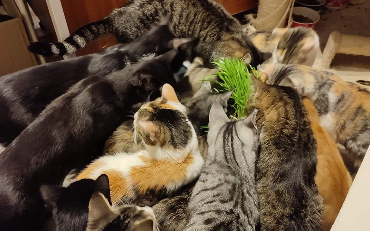 Zbiórka Stefan prosi o pomoc na jedzenie - zdjęcie główne