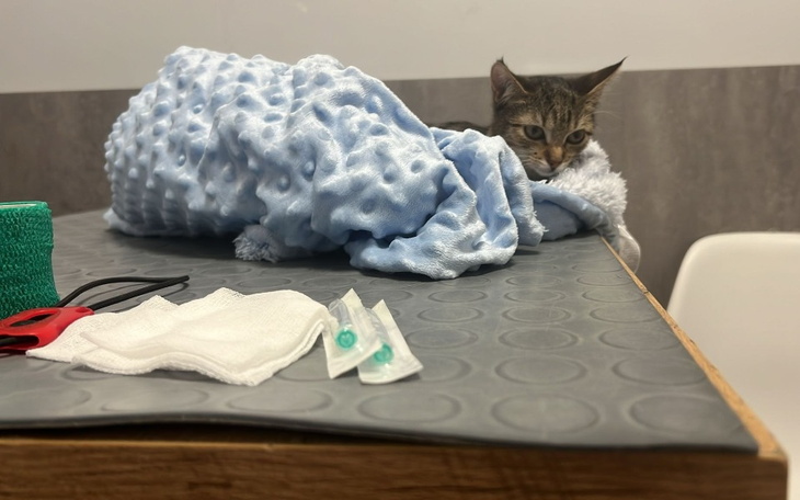 Zbiórka Semi walczy o życie - zdjęcie główne