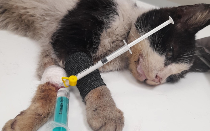 Chory kot leży na stole, z kroplówką, wygląda na osłabionego.