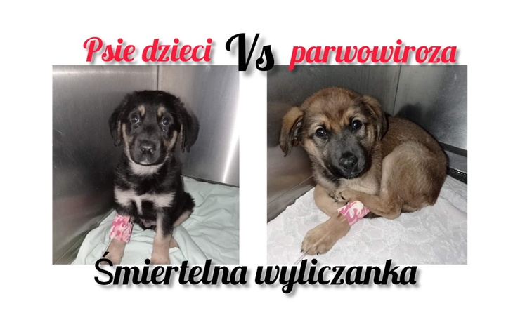 Zbiórka Śmiertelna wyliczanka... - zdjęcie główne