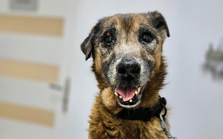 Starszy pies z uśmiechem, siedzący w jasnym pomieszczeniu.