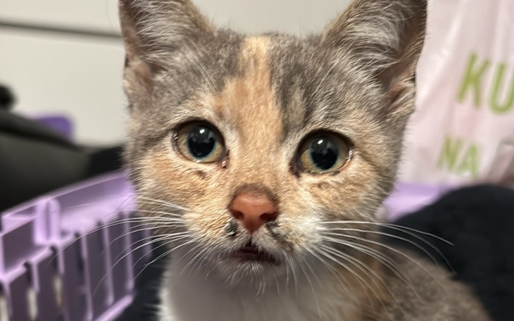 Zbiórka Uratujmy kotka Niunie - zdjęcie główne