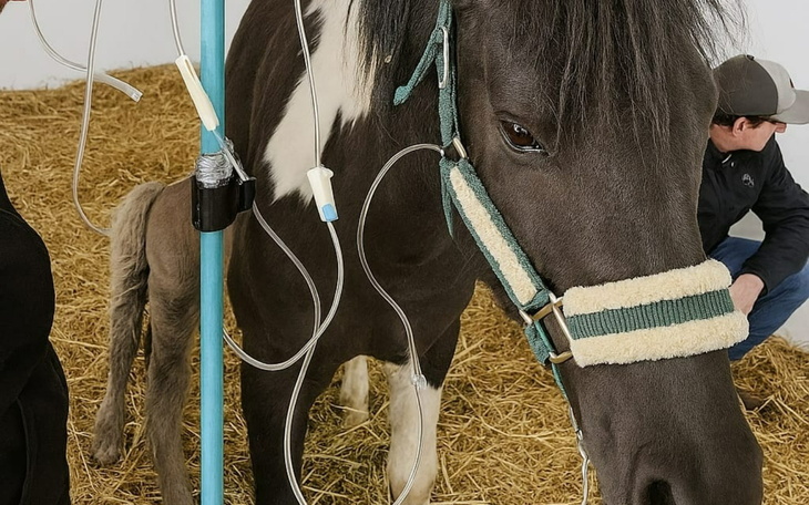 Koń w stajni, podłączony do aparatury medycznej.