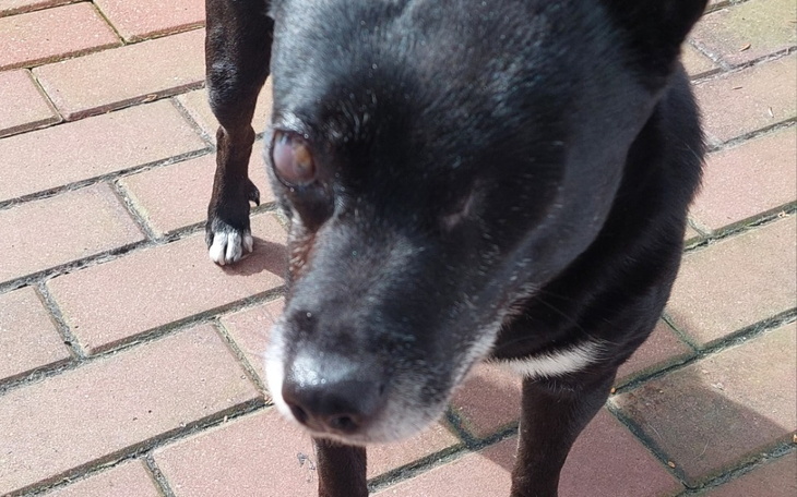 Zbiórka Leczenie psiego oka - zdjęcie główne