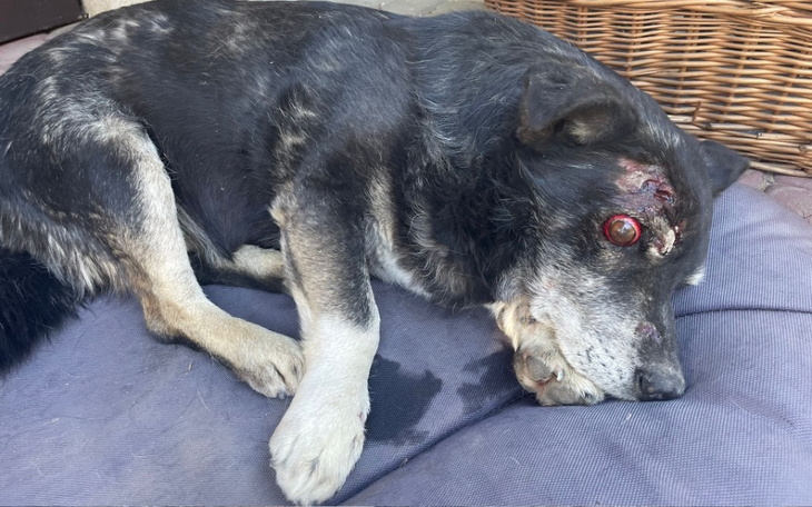 Zbiórka Porzucony, postrzelony,potrącony - zdjęcie główne