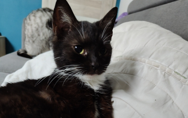 Czarny kot z białymi akcentami, siedzący na kanapie.