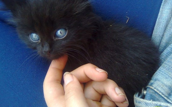 Zbiórka Na jedzenie dla psów kotów - zdjęcie główne