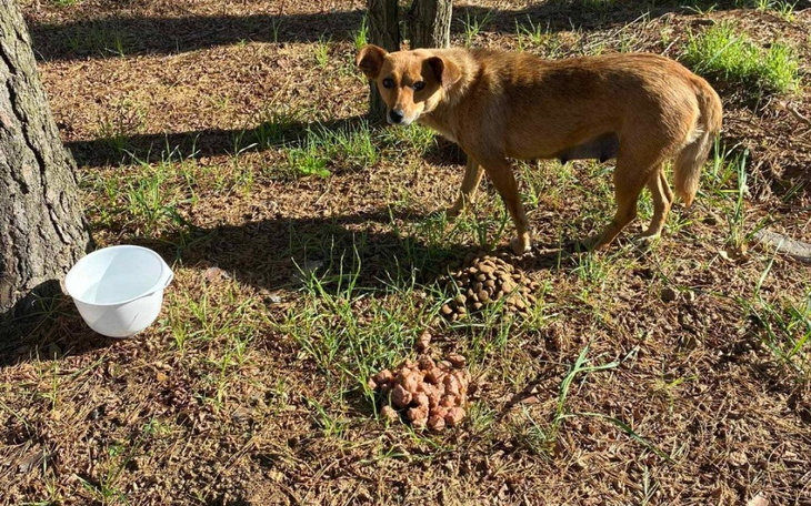 Zbiórka Odłów dzikiej suni przez Jamora - zdjęcie główne
