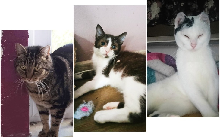 Zbiórka Na jedzonko dla tymczasów - zdjęcie główne