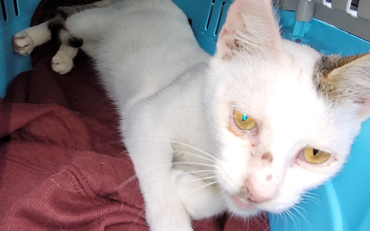 Biały kot leży w transporterze, z żółtymi oczami.