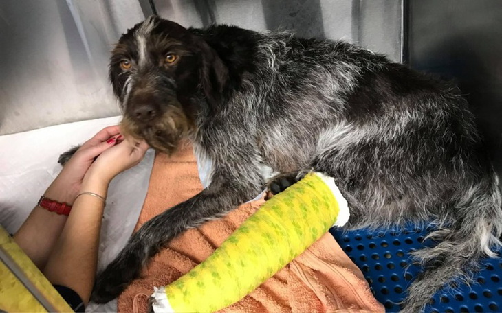 Zbiórka Ratunek dla Russy - zdjęcie główne