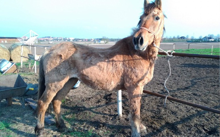 Zbiórka Mgiełka prosi o godną starość - zdjęcie główne