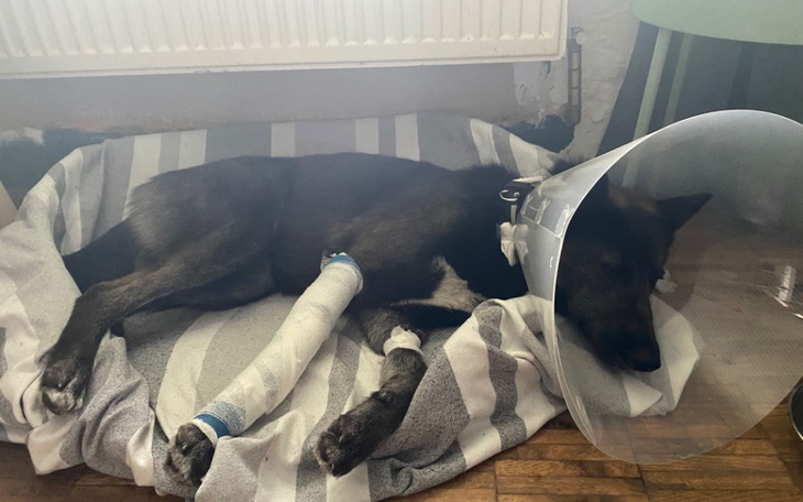 Zbiórka Zbiórka na łapkę Thorgala - zdjęcie główne