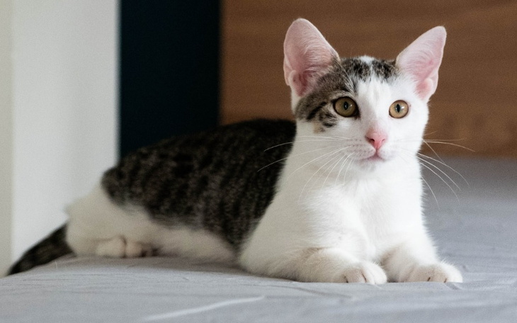 Zbiórka Selenia walczy z fakturami - zdjęcie główne