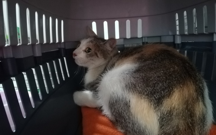 Zbiórka Kolejna kocia rodzinka - zdjęcie główne