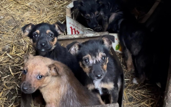 Zbiórka szczeniaki_ze_stodoły - zdjęcie główne