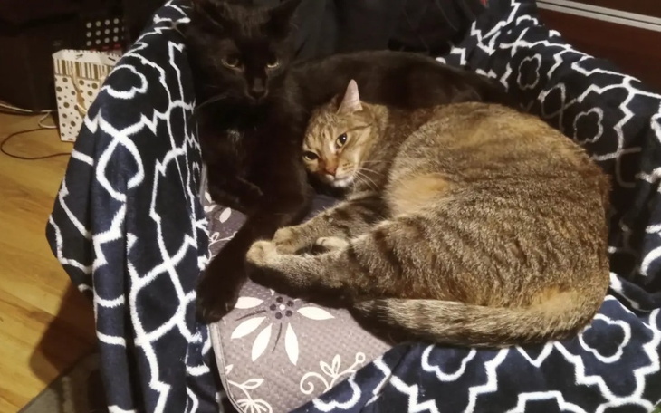 Dwa koty leżące razem na poduszce, przytulone do siebie.