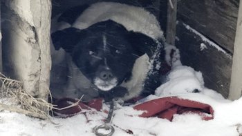 Zbiórka Misiek zamarzał. Dosłownie. - miniaturka zdjęcia