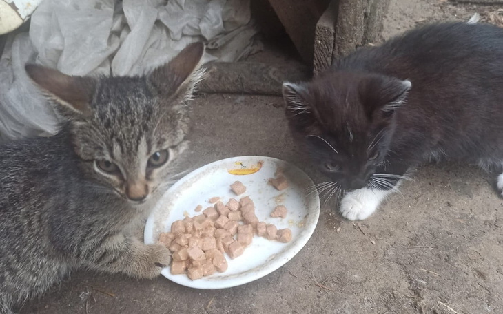 Zbiórka Potrzebujące kociaki - zdjęcie główne