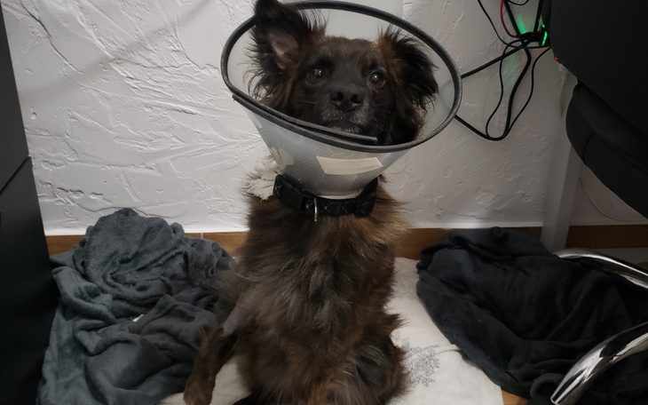 Zbiórka Pomóż Louiemu stanąć na łapkę - zdjęcie główne