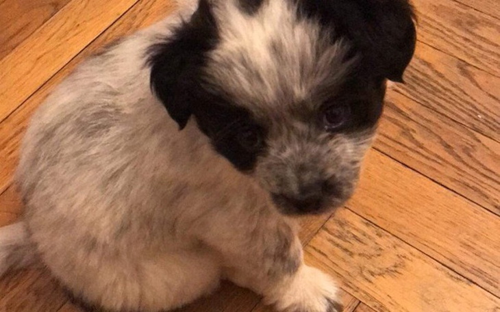 Zbiórka Ratujmy Kluskę! - zdjęcie główne