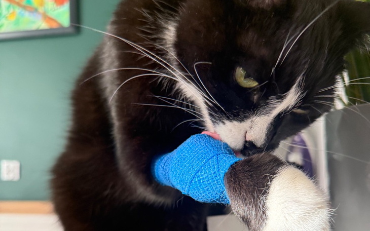 Kot z opatrunkiem na łapie, myjący się.