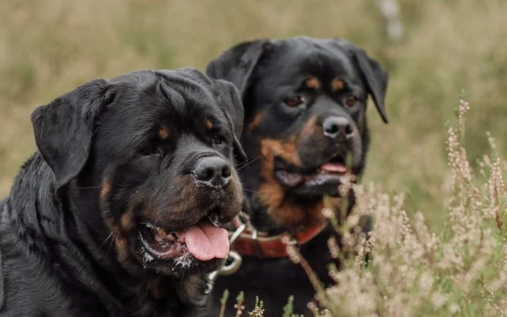 Dwa rottweilery w naturalnym otoczeniu, uśmiechnięte i zrelaksowane.