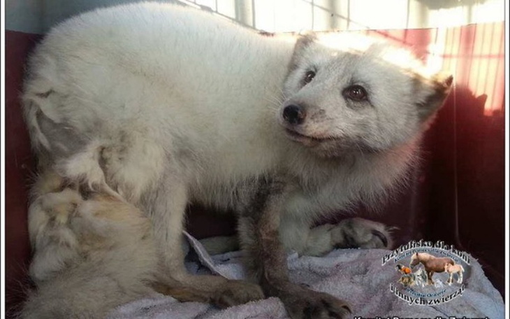 Zbiórka Uratowana lisica prosi o pomoc - zdjęcie główne