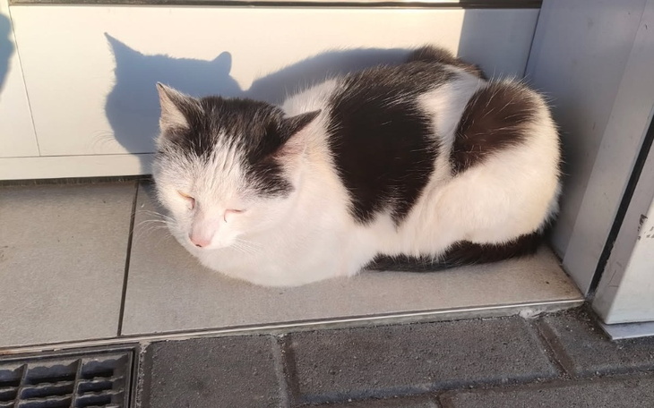 Kot leży na podłodze, ciesząc się słońcem.