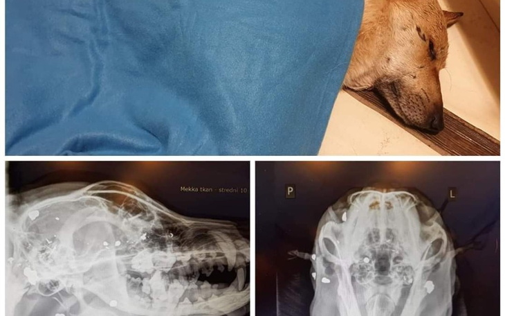 Zbiórka Leki Dla Bochunka - zdjęcie główne