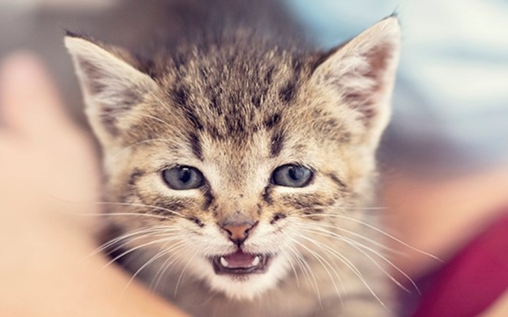 Zbiórka Kitku - JEDYNA szansa na życie - zdjęcie główne