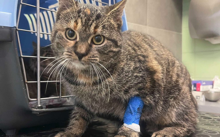 Zbiórka Urodzinowy fundusz koci - zdjęcie główne