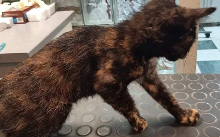 Zbiórka Koteczka Laura - operacja łapki - zdjęcie główne