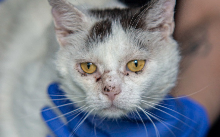 Zbiórka Noel - zdjęcie główne