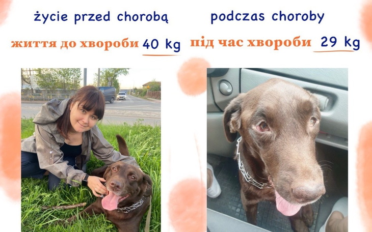 Zbiórka Na chorego pieska Hrimaldi - zdjęcie główne