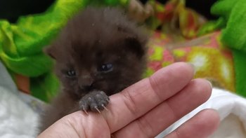 Zbiórka Dla kociego bobasa - miniaturka zdjęcia