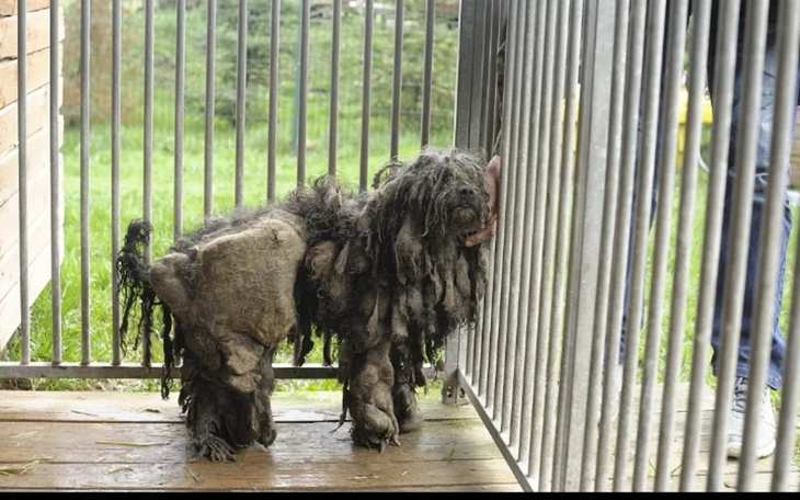 Zarośnięty pies stojący w klatce, wyglądający na zaniedbanego.