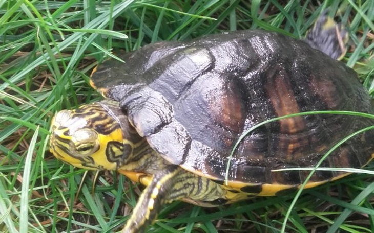 Zbiórka Akwarium dla żółwia - zdjęcie główne