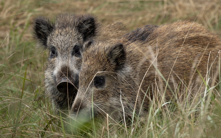 Dwa dziki w trawie, obserwujące otoczenie.