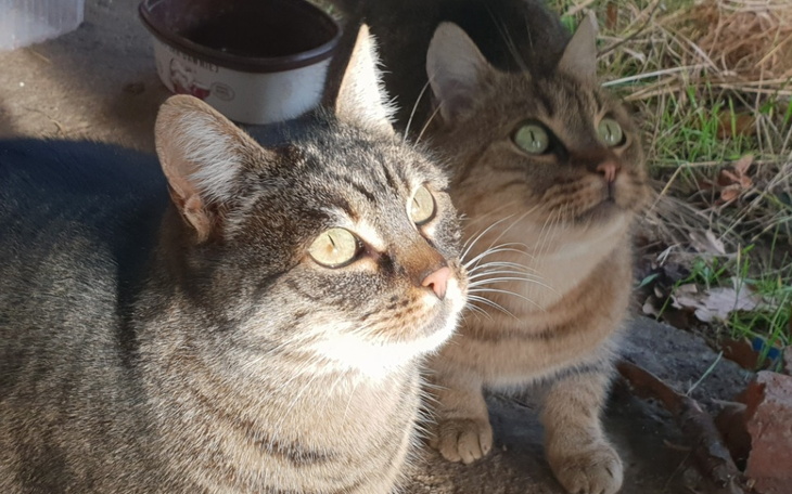 Zbiórka Kastrujesz Ratujesz - zdjęcie główne