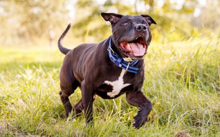 Zbiórka By Nero mógł znów chodzić - zdjęcie główne