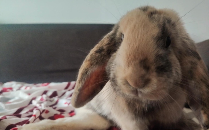 Królika z bliska, z ciekawym wyrazem twarzy.